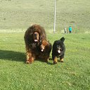 ���� Amgaa Kharsor, ����-�����, 52 ���� - ��������� 17 ���� 2016 � ������ ���� ����������