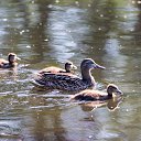  , , 46  -  6  2016   Pin-Up 04_06_16