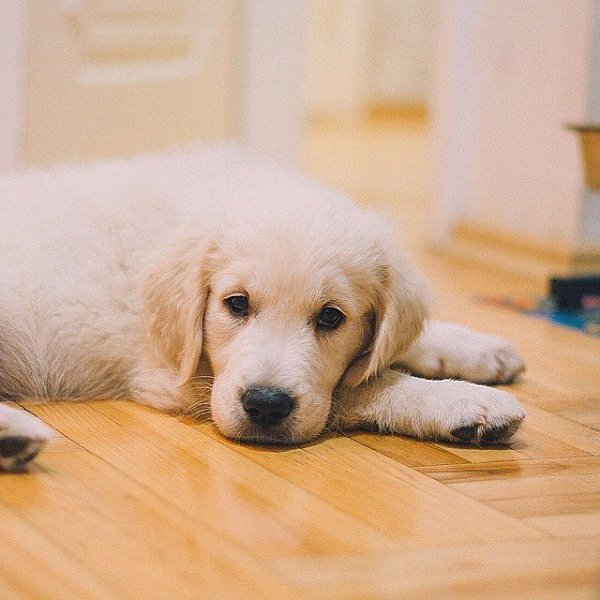 Малышка Черри, в которую просто невозможно не влюбиться.#animal@travel.blog - 6