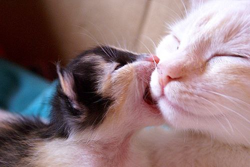 Котики - муркотики - 30 мая 2016 в 08:25