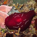 ���� Eric, ����, 61 ��� - ��������� 29 ������ 2016 � ������ �The beauty of the sea�