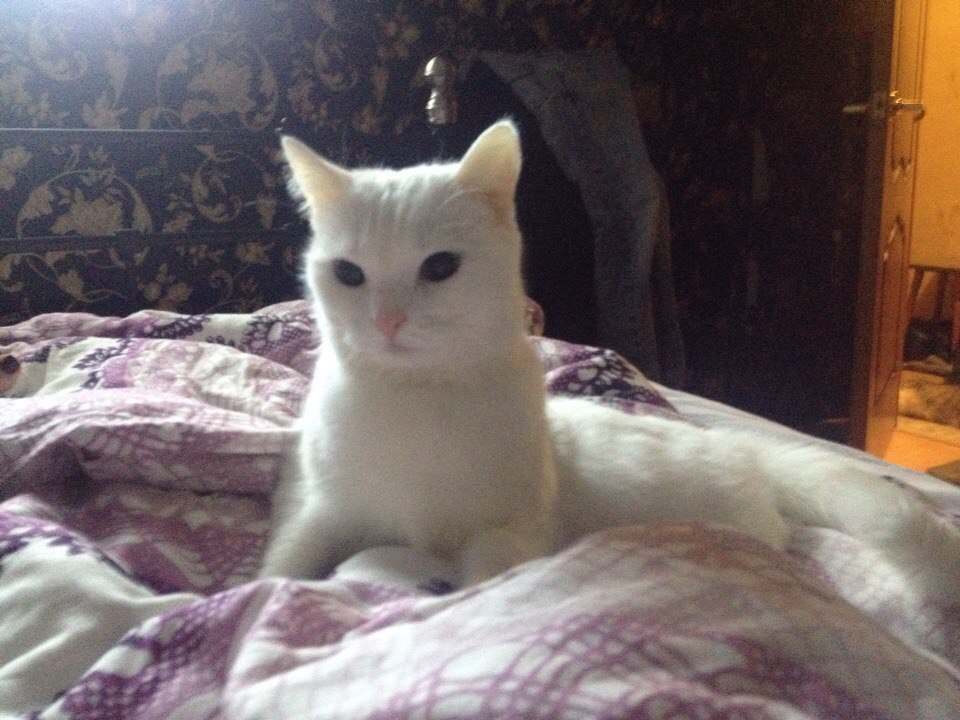 #�������_�����.������� ������������ ����� � ������ �������� �����, ������� ��������� ���� ���������. ... - 5