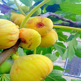 ������, �����-���������