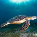 ���� Eric, ����, 61 ��� - ��������� 29 ������ 2016 � ������ �The beauty of the sea�