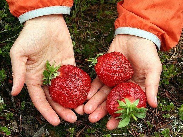 И ещё о клубнике)).СОВЕТ САДОВОДАМ, КОТОРЫЕ СОБИРАЮТСЯ СМЕНИТЬ КЛУБНИЧНОЕ МЕСТОВ 10 литров воды ...