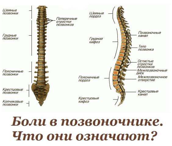 Жалобы при болях отдельных позвоночников и что это означает.Первый шейный позвонок (С 1, атлант): ...