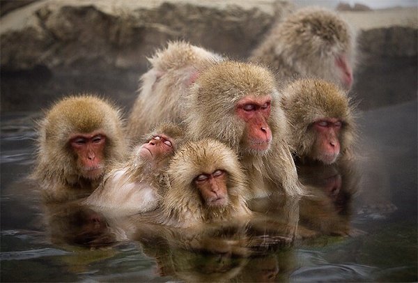        (Jigokudani Yaen-koen, Jigokudani Monkey Park)  ... - 2