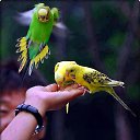 ���� Halim, ����, 53 ���� - ��������� 13 ������ 2016