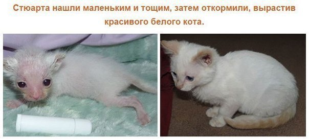 Мутировавший белый кот. Тощий котенок. Кошки которых подобрали на улице. Бездомные котята до и после. Подобранный котенок
