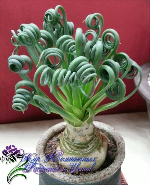 Albuca Spiralis(Альбука Спиральная) - растение с "завивкой" - 2