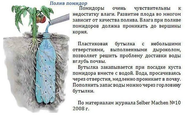  http://office.dlya-cvetov.ru/2015/komnatnyiy-tsvetok-nevesta/