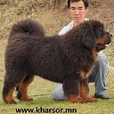 ���� Amgaa Kharsor, ����-�����, 52 ���� - ��������� 17 ���� 2016 � ������ ���� ����������