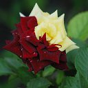 ���� ����, ��������� - ��������� 29 ����� 2016 � ������ ���� ����������