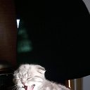 ���� ���, ����, 41 ��� - ��������� 20 ��� 2016