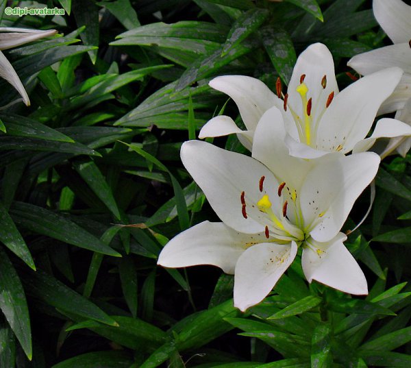 dipi-avatarka - 6  2016  10:10