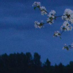 �������, ����, 51 ���