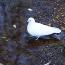  , , 60  -  31  2016   ...