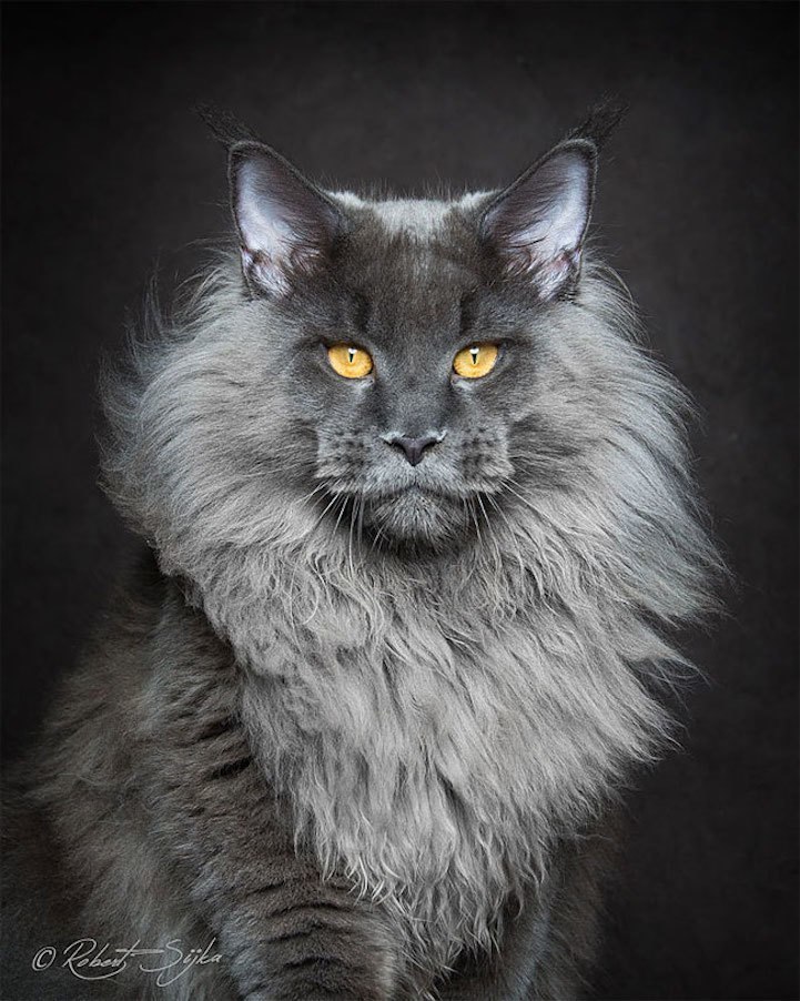    Majestic. Robert Sijka