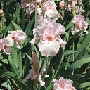  , , 60  -  16  2016    ,,18.05.16.