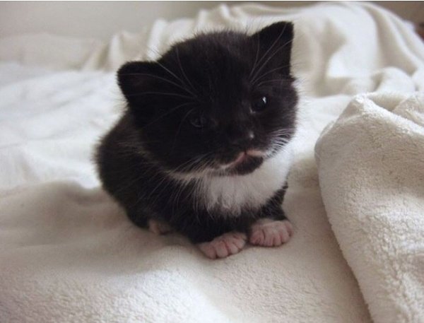 Чем меньше котенок, тем больше должна быть колбаска !!!