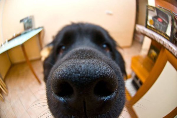 Curious noses - 4