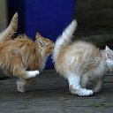���� Fred, ����, 39 ��� - ��������� 5 ���� 2016 � ������ �men�