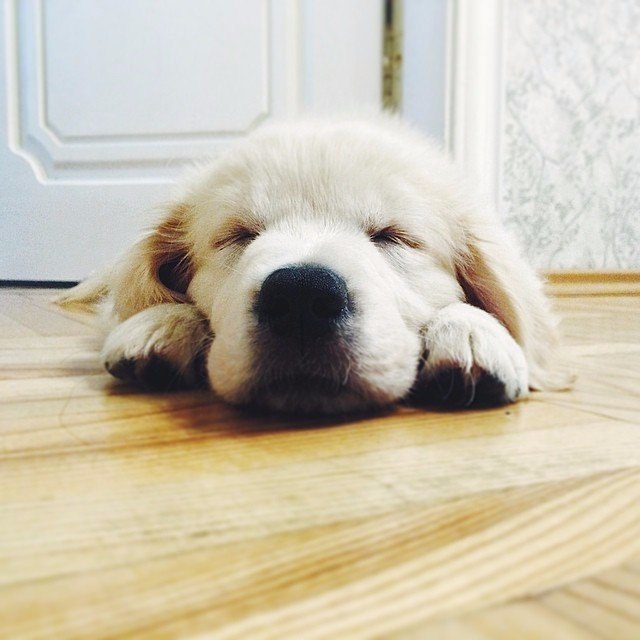  ,      .#animal@travel.blog - 7