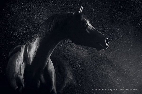 Величественная красота лошадей в фотографиях Вибке Хааса (Wiebke Haas)