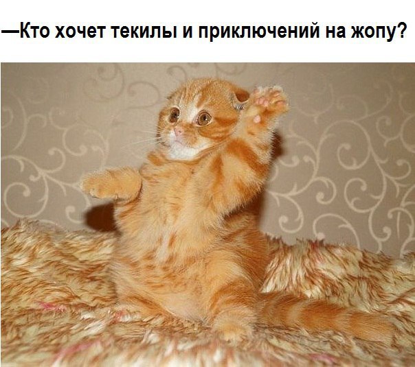 Без кота и жизнь не та - 24 марта 2016 в 02:07