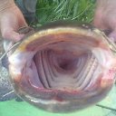 ���� �����, ������, 64 ���� - ��������� 22 ��� 2016 � ������ ���� ����������