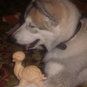  ,  , 33  -  29  2016    !)