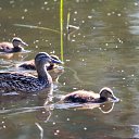  , , 46  -  6  2016   Pin-Up 04_06_16