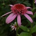 ���� Feliks, ������, 61 ��� - ��������� 26 ���� 2016 � ������ ���� ����������