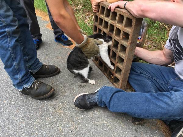 Пожарные спасли жизнь кошки, застрявшей в сливе.Голова несчастного животного застряла в уличном ... - 3