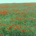 ���� ������., ������, 49 ��� - ��������� 18 ������ 2016 � ������ ���� ����������