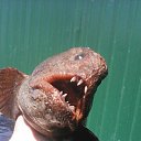 ���� ����, ����, 42 ���� - ��������� 9 ���� 2016 � ������ ���� ����������