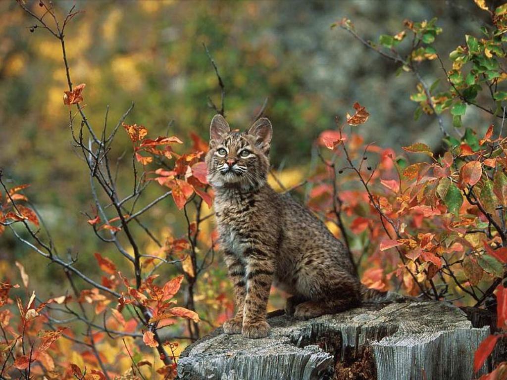 Осенний зверь. Животные осенью. Природа и животные. Осенний пейзаж с животными. Животные осенью в лесу.