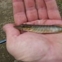 ������ �������!