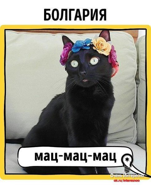 *. Кошки как правило говорят *мяу*... или *мя*.... Вообще то немцы особенно удивили... - 5
