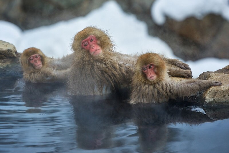        (Jigokudani Yaen-koen, Jigokudani Monkey Park)  ... - 4