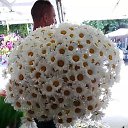 ���� �������, �������, 52 ���� - ��������� 1 ������� 2016 � ������ ������ ��������