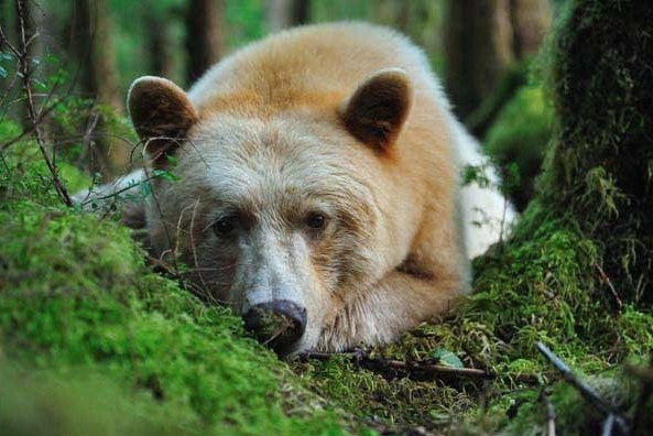 -   ,  .#animal@travel.blog - 7