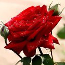 ���� �., ���������� - ��������� 10 ������ 2016 � ������ ����ۻ