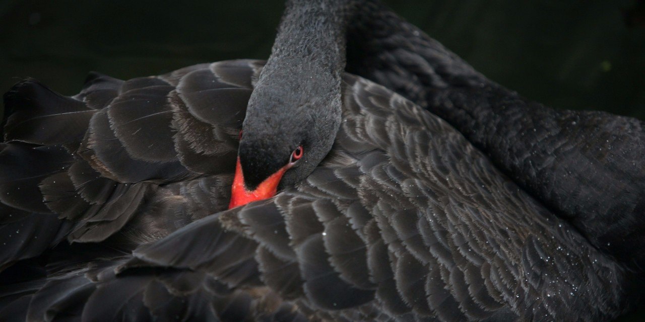    .#animal@travel.blog - 3