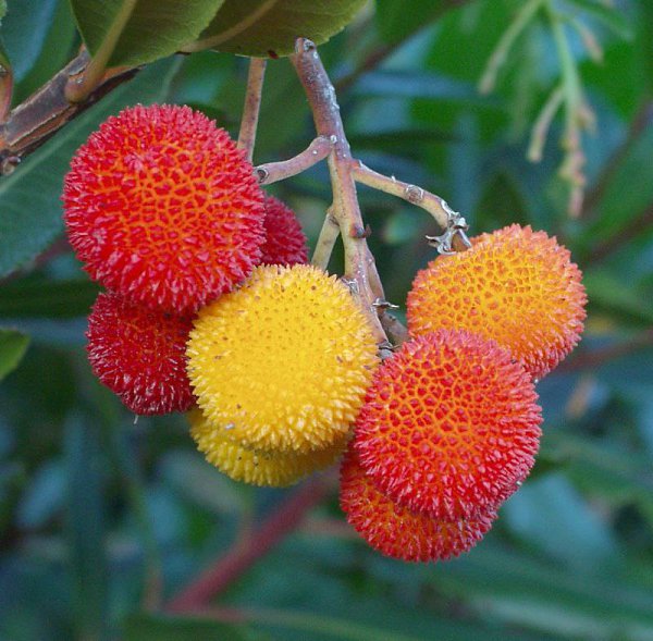  ,  (Arbutus) -  ,   - 5