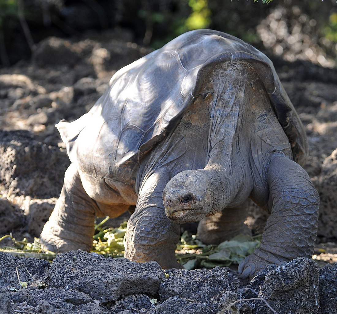    (Pinta Island Tortoise),    24  2012. ...