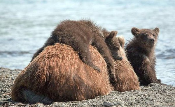      .#animal@travel.blog