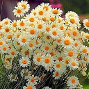 ���� �����, ����������, 62 ���� - ��������� 11 ���� 2016 � ������ ���� ����������