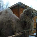 ���� �������, ���������, 53 ���� - ��������� 20 ����� 2016 � ������ �1�