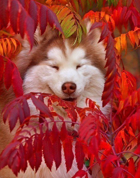 ������� �������� �������� �� �������� - 4